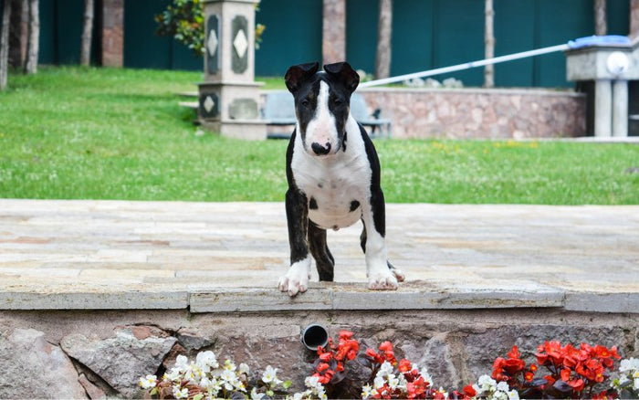 Are Bull Terriers Curious? - Bull Terrier World