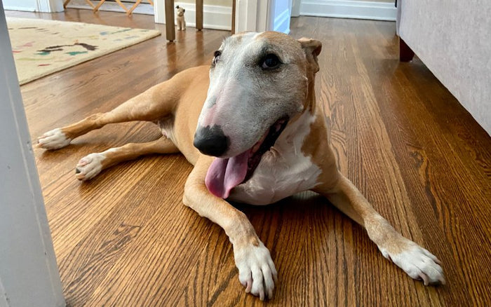 Are Bull Terriers Good Apartment Dogs? - Bull Terrier World