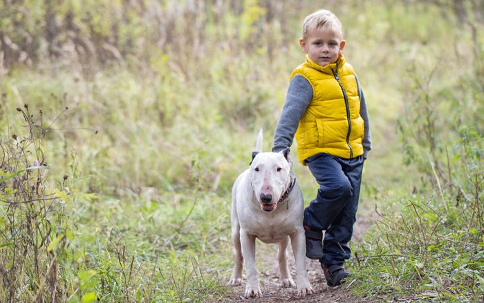 Are Bull Terriers Good With Kids? - Bull Terrier World