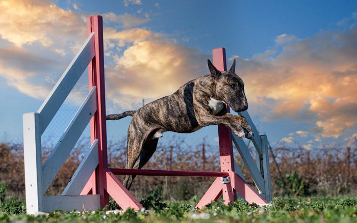 Are Bull Terriers Hard To Train? - Bull Terrier World