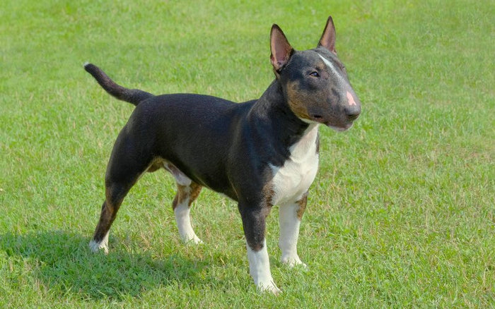 Are Bull Terriers Territorial? - Bull Terrier World