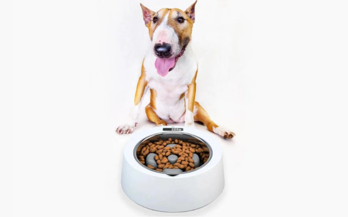 Benefits of a Slow Feeder Dog Bowl - Bull Terrier World