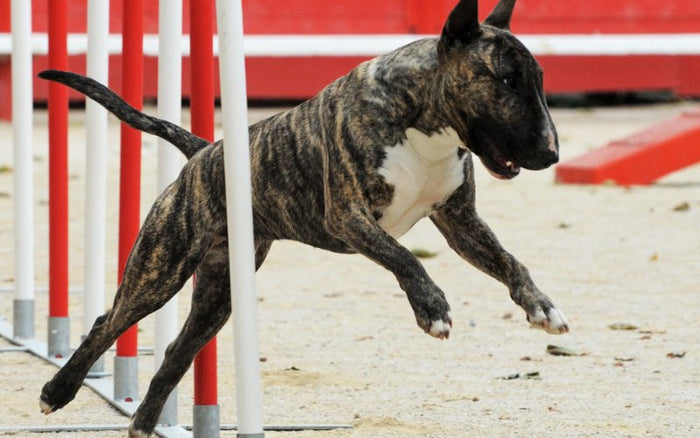 Bull Terrier Agility Training - Bull Terrier World