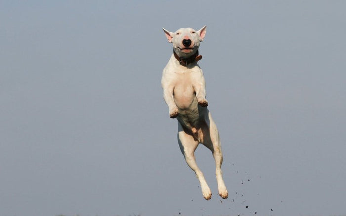 Bull Terrier Exercise Routine - Bull Terrier World
