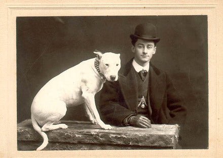 Bull Terrier History - Bull Terrier World