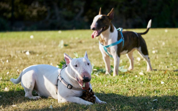 Bull Terrier Male vs Female - Bull Terrier World