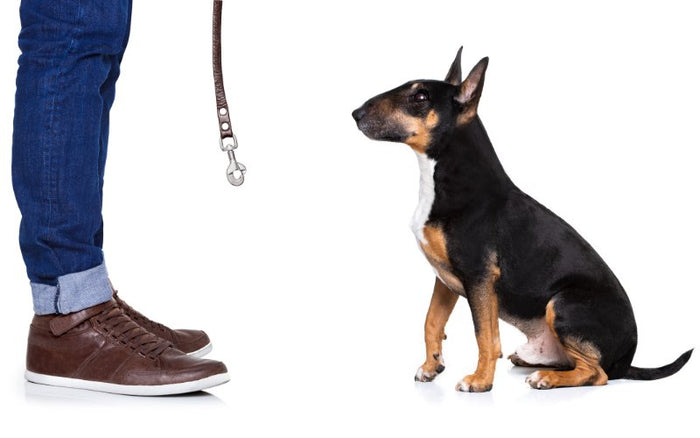 Bull Terrier Obedience Training - Bull Terrier World