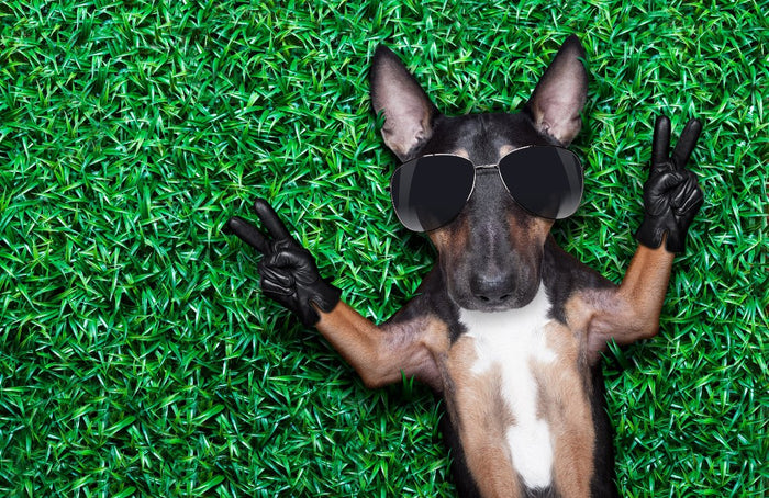 Bull Terrier Personality & Traits - Bull Terrier World