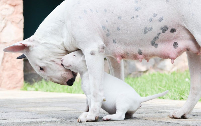 Bull Terrier Pregnancy: Caring for Your Expecting Pet - Bull Terrier World