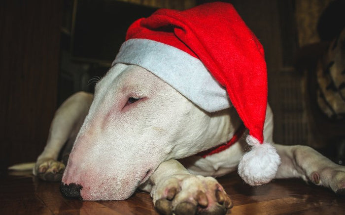 Bull Terriers and Firework Anxiety: Calming Strategies - Bull Terrier World