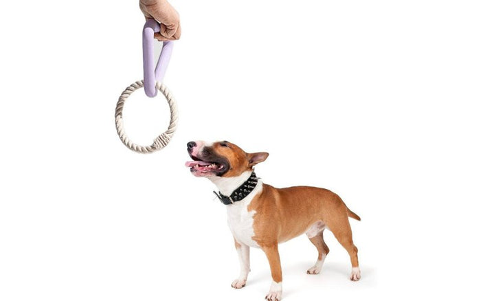 Bull Terriers and Tug-of-War: Safe Play Practices - Bull Terrier World