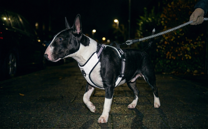 Bull Terrier Night Walk Safety: Essential Reflective Gear & Tips