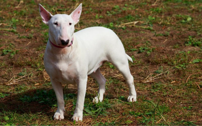 Can Bull Terriers Be Service Dogs? - Bull Terrier World