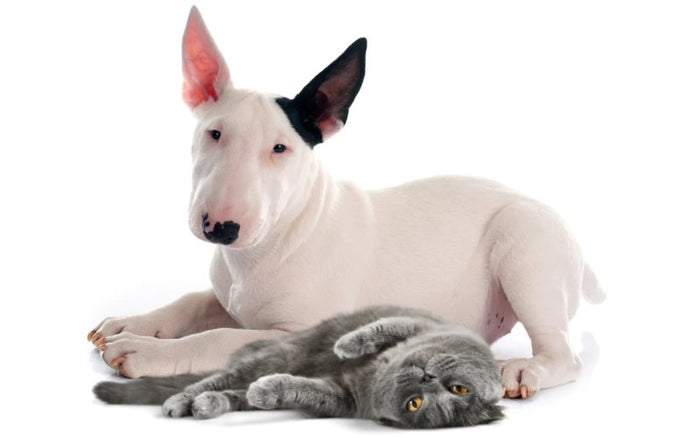 Can Bull Terriers Live With Cats? - Bull Terrier World