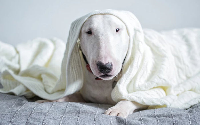 Deafness in Bull Terriers - Bull Terrier World
