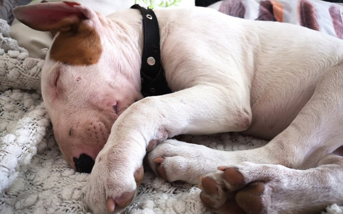 Do Bull Terriers Dream Like Humans? - Bull Terrier World