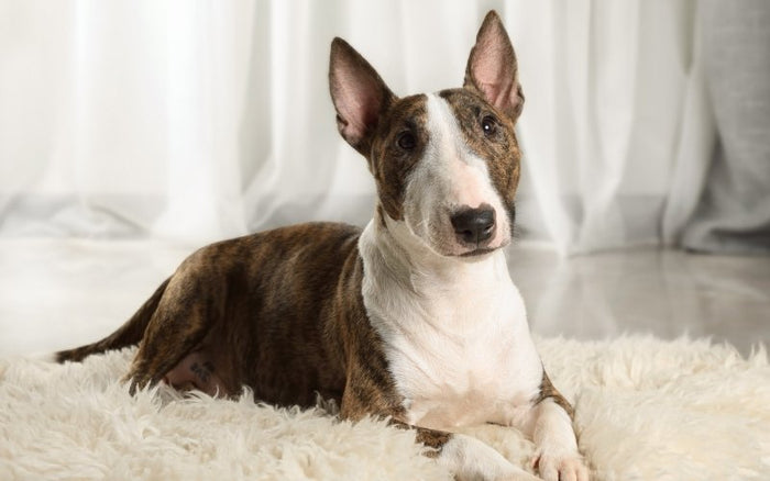 Do Bull Terriers Howl? - Bull Terrier World