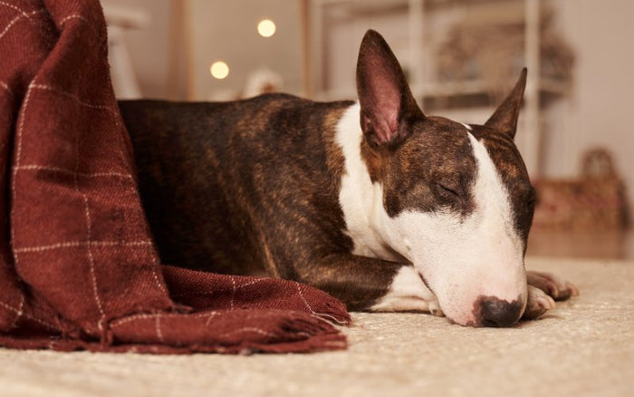 Do Bull Terriers Like To Cuddle? - Bull Terrier World