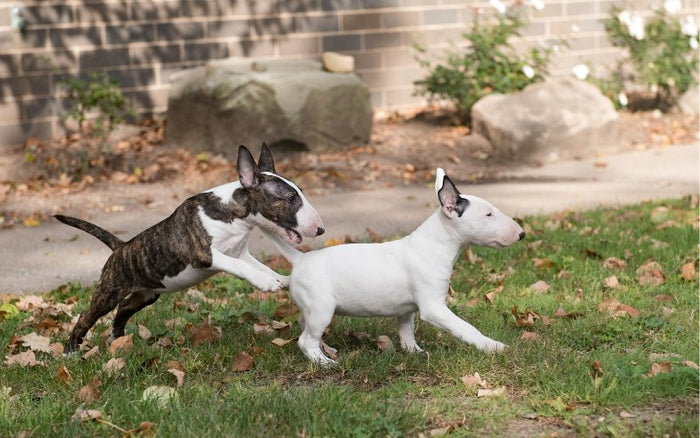 Do Bull Terriers Like to Play? - Bull Terrier World