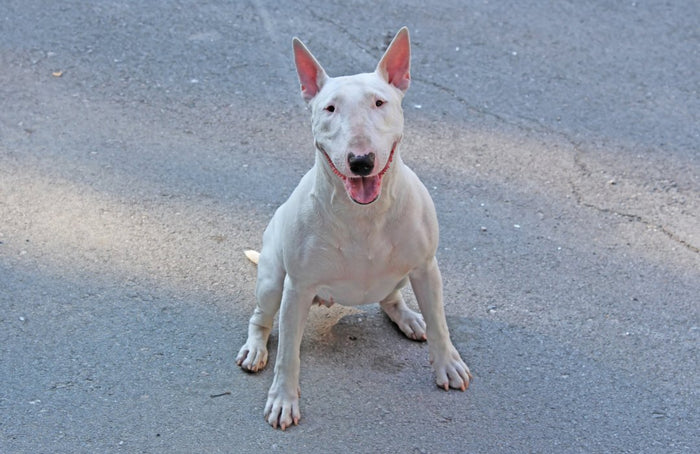 Do Bull Terriers Sweat? - Bull Terrier World
