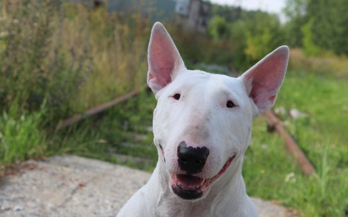Ear Infections In Bull Terriers: Causes And Remedies - Bull Terrier World