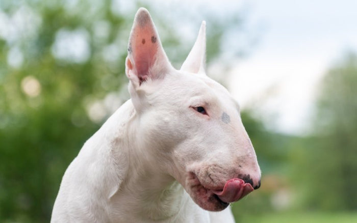 Feeding Your Bull Terrier a Raw Diet - Bull Terrier World