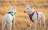 Harness vs. Collar for Bull Terriers: The Ultimate Safety Guide (2026)