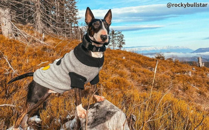 Hiking With Bull Terriers - Bull Terrier World
