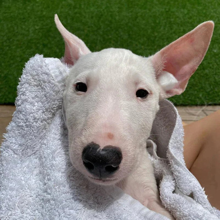 How To Prepare For A New Bull Terrier Puppy? - Bull Terrier World