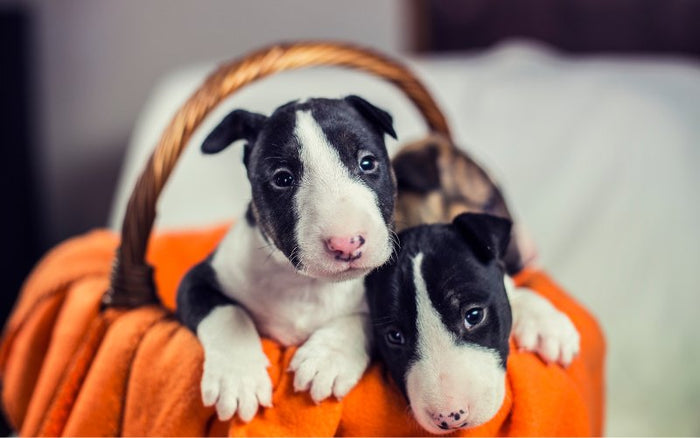 How to Choose the Right Bull Terrier Breeder? - Bull Terrier World