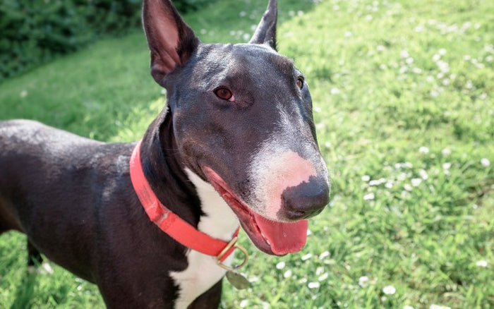 How to Manage Excessive Drooling in Bull Terriers - Bull Terrier World