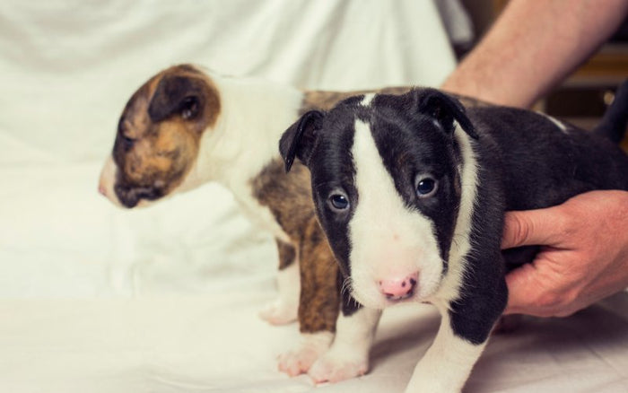 How to Puppy-Proof Your Home - Bull Terrier World