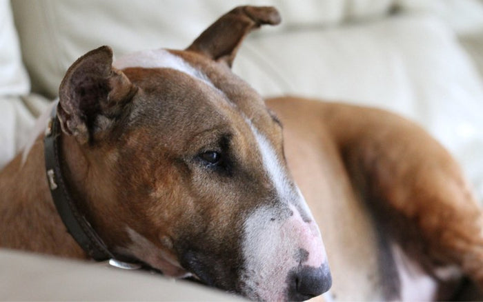 How to Stop Whining in Bull Terriers? - Bull Terrier World
