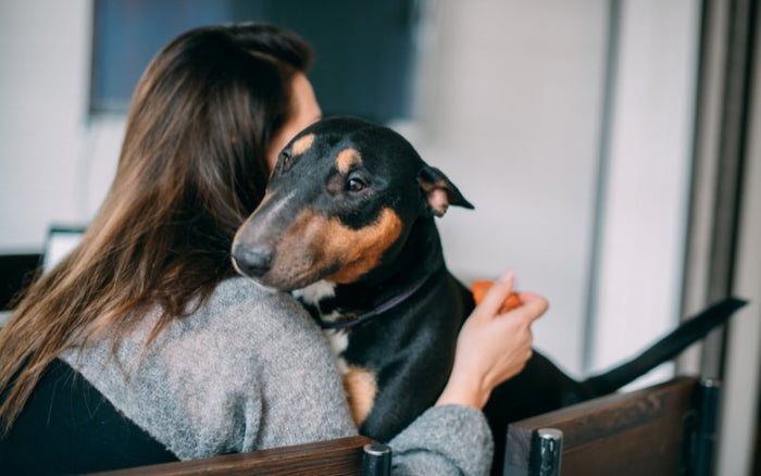 How to Strengthen the Bond with Your Bull Terrier - Bull Terrier World