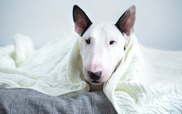 Introducing a Bull Terrier to a New Home - Bull Terrier World