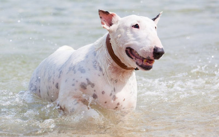 Is Your Bull Terrier Ready For Summer? - Bull Terrier World
