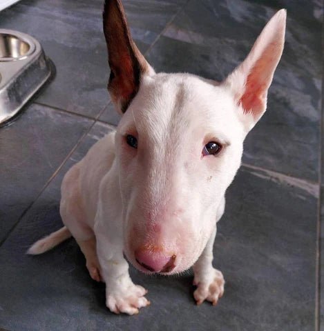 Lethal Acrodermatitis (LAD) in Bull Terriers - Bull Terrier World