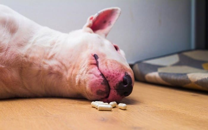 My Bull Terrier Keeps Throwing Up - Bull Terrier World