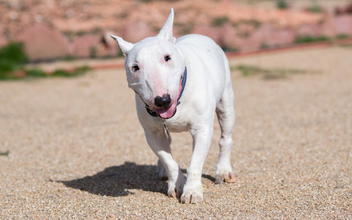 Patellar Luxation in Bull Terriers - Bull Terrier World