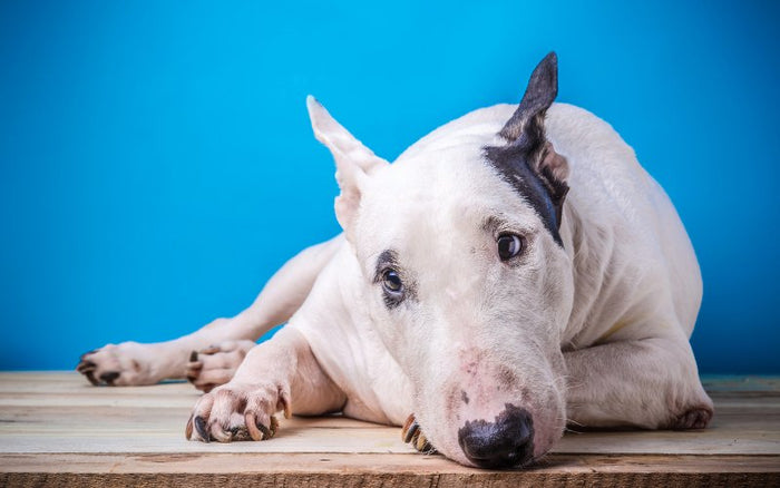 Seizures in Bull Terriers: Causes and Treatments - Bull Terrier World