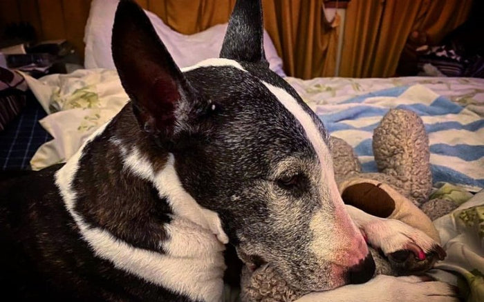 Senior Bull Terrier Care: How to Ensure a Comfortable Old Age - Bull Terrier World