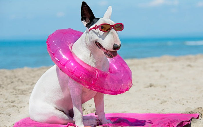 Summer Essentials For Bull Terriers - Bull Terrier World