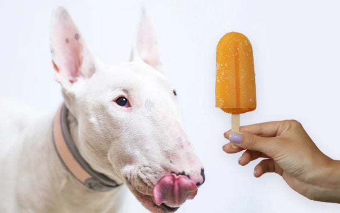 Summer Treats For Bull Terriers - Bull Terrier World