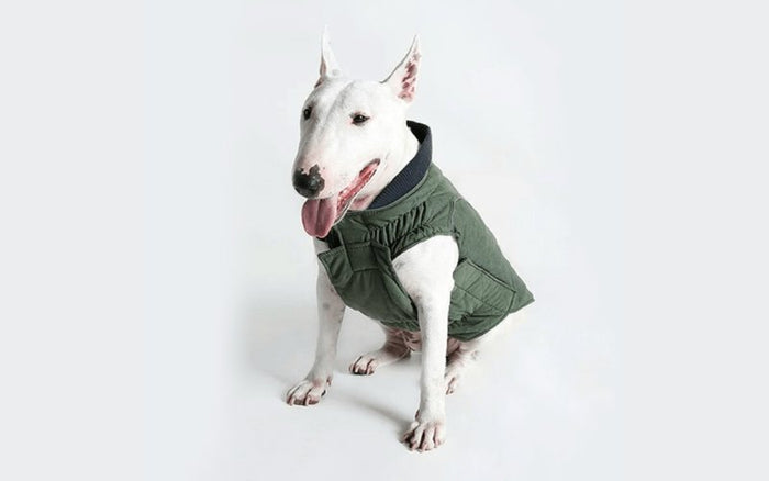 The Best Jackets For Bull Terriers in 2024 - Bull Terrier World