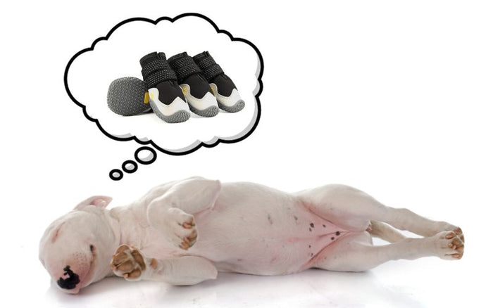The Best Shoes for Bull Terriers in 2024 - Bull Terrier World