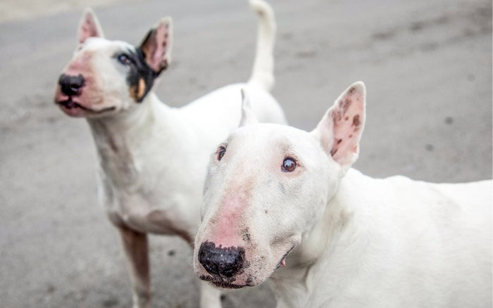 The Impact of Coat Color on Bull Terrier Health - Bull Terrier World