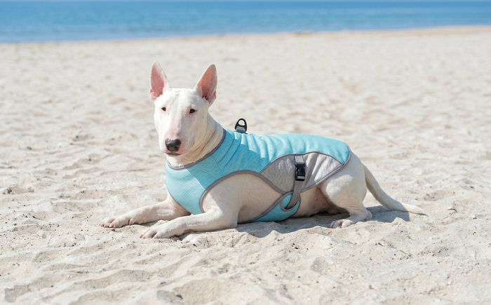 A white Bull Terrier laying down on the beach wearing the colling vest