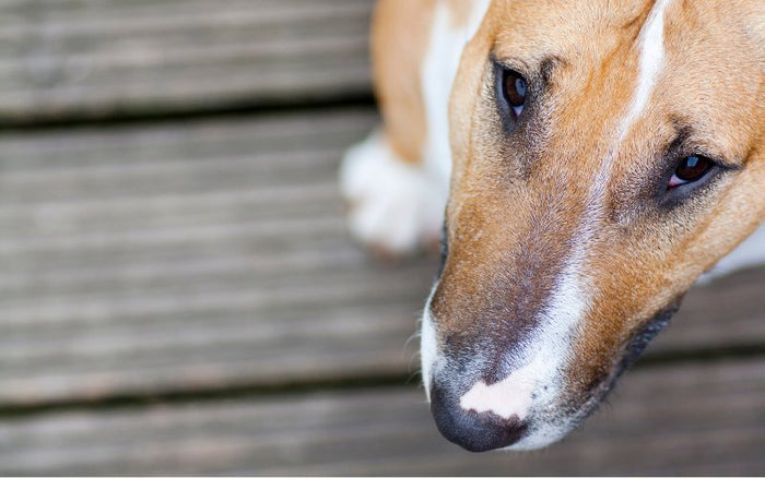 Third Eyelid In Bull Terriers - Bull Terrier World