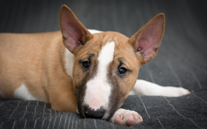 When Do Bull Terrier Ears Stand Up? - Bull Terrier World