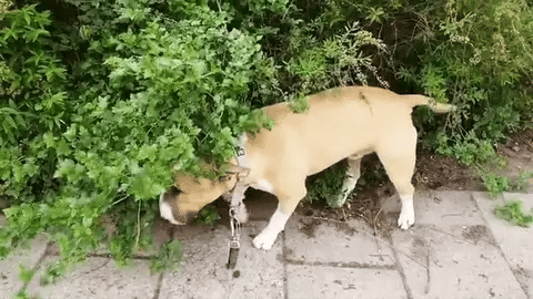 Why Does My Bull Terrier Trance?